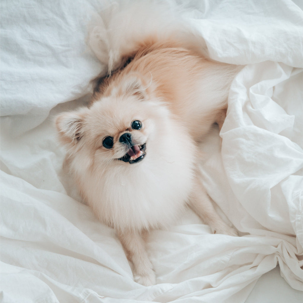 All you need to know about pet friendly fabrics