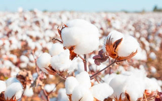 Five Facts About Cotton That You May Do Not Know