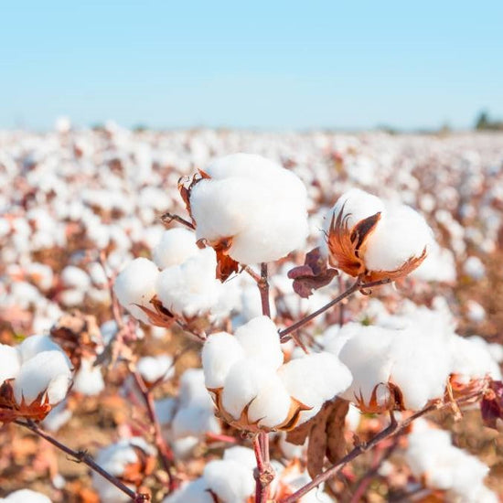 Five Facts About Cotton That You May Do Not Know
