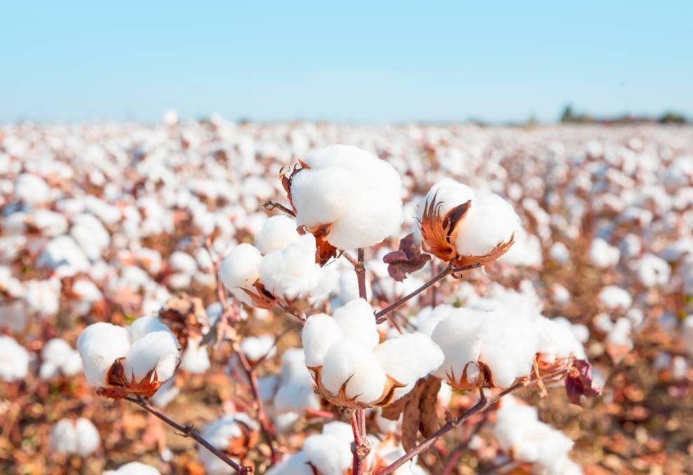 😎Five Facts About Cotton That You May Do Not Know🌿